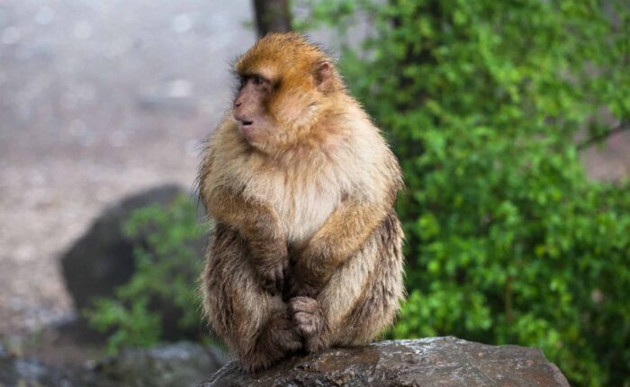 5 días en el desierto marroquí